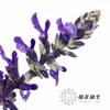 配花 | 兰花鼠尾 商品缩略图3