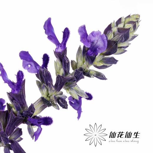 配花 | 兰花鼠尾 商品图3