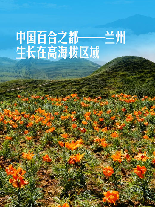 MM 山姆 兰州鲜百合 160g 商品图6