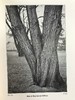 约1940年 路边与林地树木图鉴 200余幅插图（24幅彩色） 精装36开 商品缩略图10