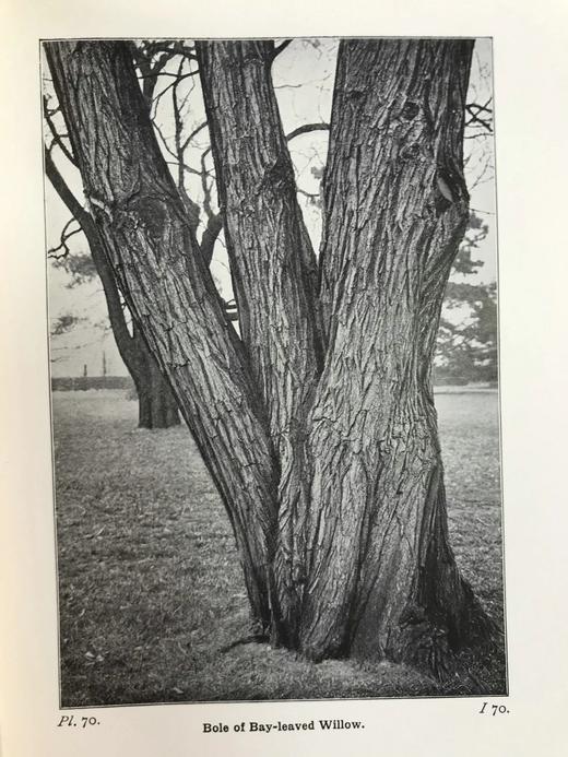 约1940年 路边与林地树木图鉴 200余幅插图（24幅彩色） 精装36开 商品图10