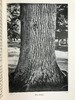 约1940年 路边与林地树木图鉴 200余幅插图（24幅彩色） 精装36开 商品缩略图9