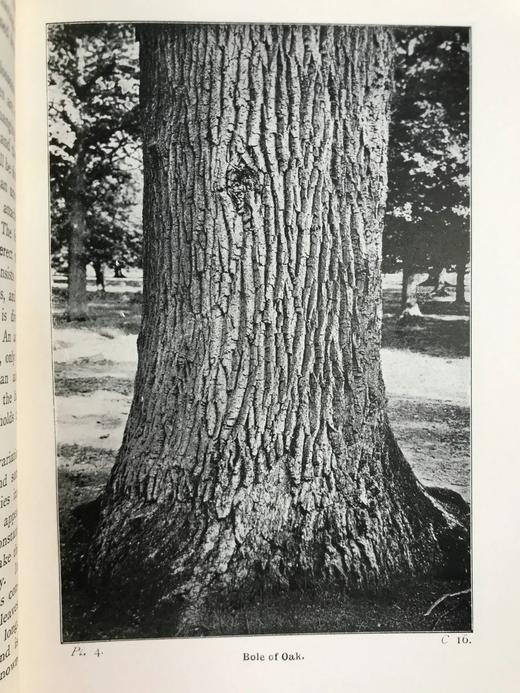 约1940年 路边与林地树木图鉴 200余幅插图（24幅彩色） 精装36开 商品图9