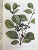 1948年 路边与林地树木图鉴 200余幅插图（24幅彩色） 精装36开 商品缩略图6