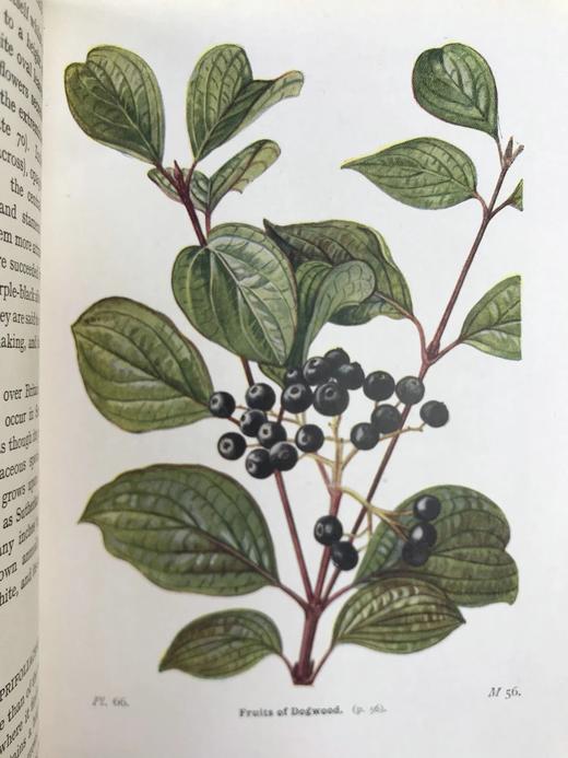 1948年 路边与林地树木图鉴 200余幅插图（24幅彩色） 精装36开 商品图6