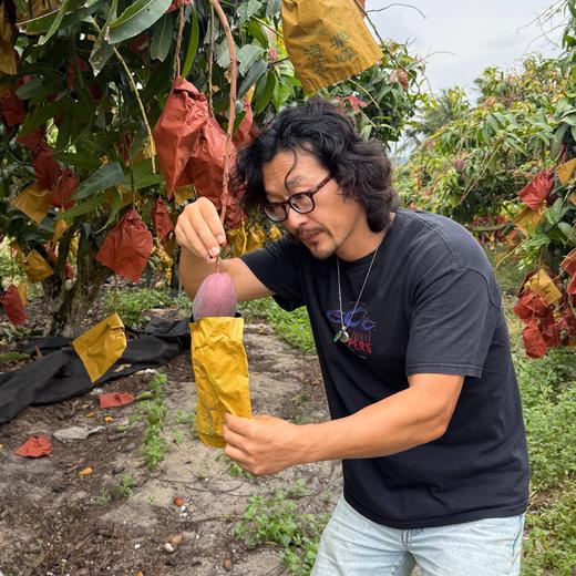 极客后熟西施芒丨自然生态种植，风味浓郁，口齿留香。，收到后需要放熟再吃，切勿生开，手感发软即可食用。顺丰快递 商品图2