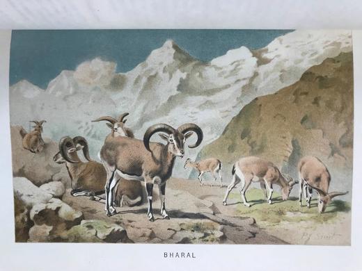 1893-96年 皇家自然史（全6卷） 千余幅版画插图（含大量套色版画） 真皮精装16开 商品图7