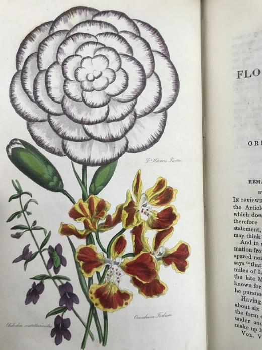 1834年  花艺宝库与园艺师杂志（全13卷） 数百幅手工上色插图 皮脊精装大32开 商品图13