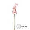 永生花 | 瓜子花粉色 商品缩略图1