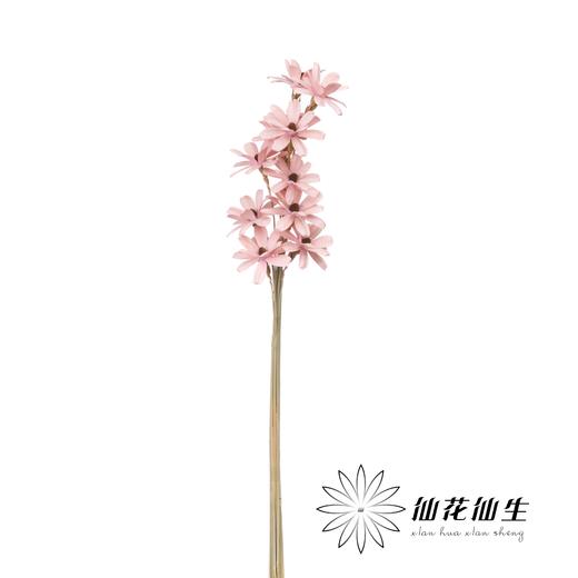 永生花 | 瓜子花粉色 商品图1