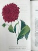 1834年  花艺宝库与园艺师杂志（全13卷） 数百幅手工上色插图 皮脊精装大32开 商品缩略图4