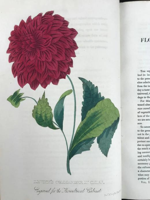 1834年  花艺宝库与园艺师杂志（全13卷） 数百幅手工上色插图 皮脊精装大32开 商品图4