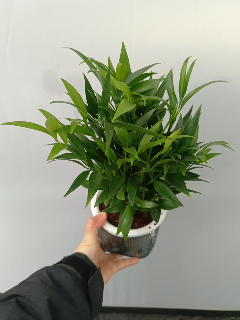 现货黑方杯水培竹柏