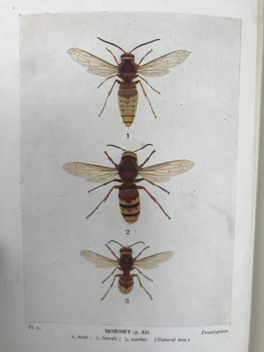 1946年 不列颠群岛昆虫图鉴 67幅黑白44幅彩色插图 精装36开 商品图2