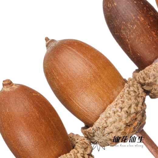 永生花 | 橡果 商品图1