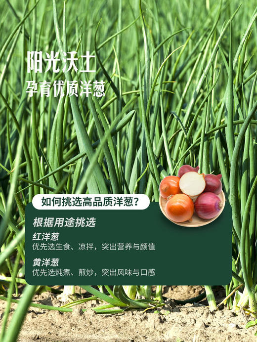 MM 山姆 双色洋葱 1.8kg 商品图4