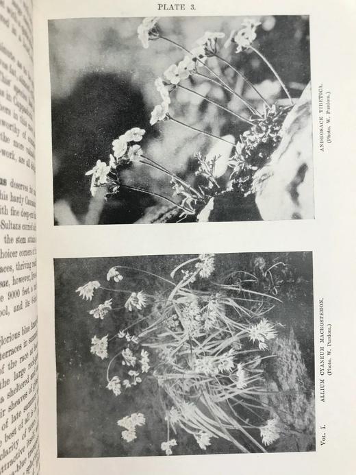 1919年 雷金纳德·法勒《英国岩石园》（全2卷） 105幅插图 真皮精装18开 商品图9