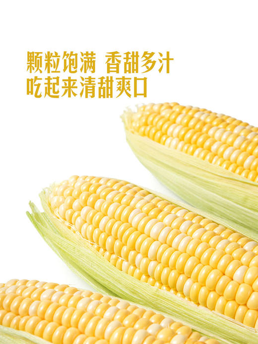 MM 山姆 水果甜玉米 1.5kg 商品图2