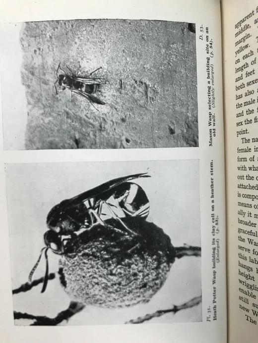 1946年 不列颠群岛昆虫图鉴 67幅黑白44幅彩色插图 精装36开 商品图13