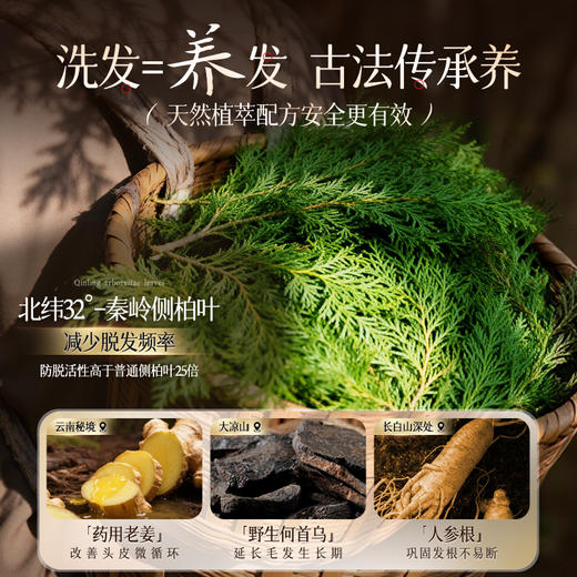 侧柏叶生姜洗发水防脱蓬松控油中药熬制去屑止痒育官方旗舰店正品 商品图3