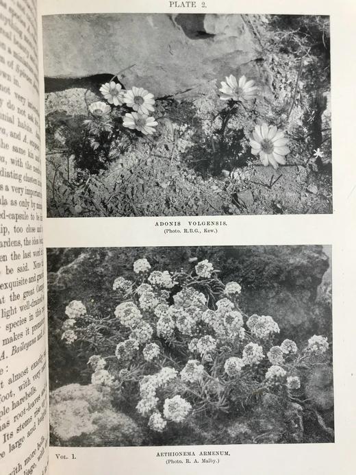 1919年 雷金纳德·法勒《英国岩石园》（全2卷） 105幅插图 真皮精装18开 商品图10