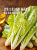 MM 山姆 Member's Mark 有机杭白菜苗 600g 商品缩略图6