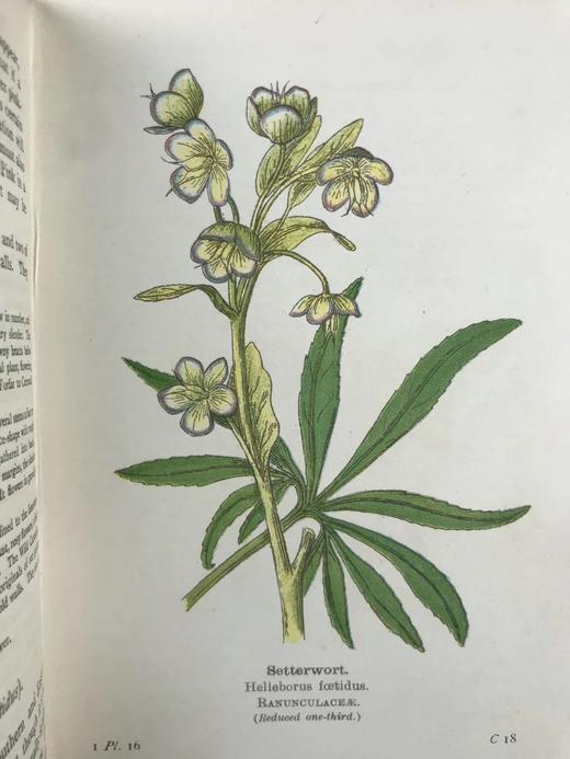 约20世纪早期 路边与林地野花指南（2卷） 257幅彩色与大量黑白插图 精装64开 商品图7