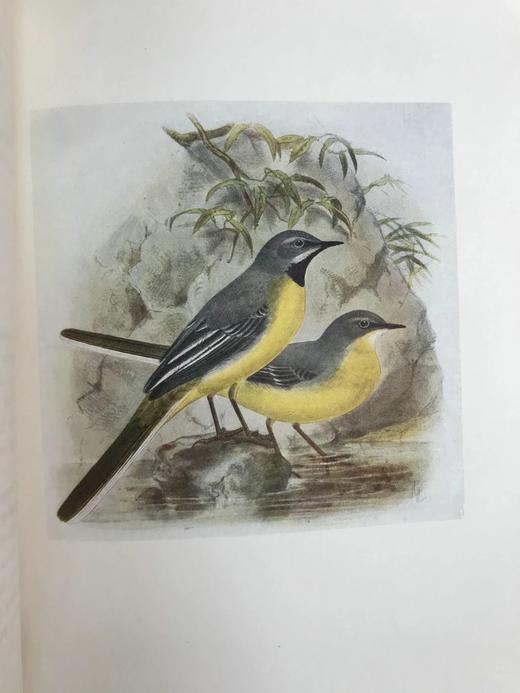 工坊特装本！1907年 英国鸟类图鉴 100幅彩色插图 真皮精装18开 商品图13