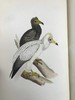 1870年 莫里斯《英国鸟类史》（全6卷） 358幅套色版画插图 漆布精装16开 商品缩略图4