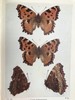 1906年 不列颠群岛蝴蝶图鉴 450幅彩色插图 精装64开 商品缩略图10