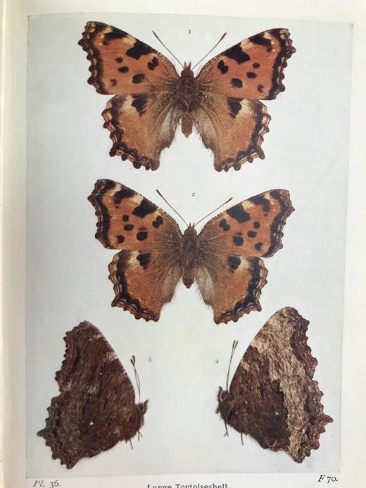 1906年 不列颠群岛蝴蝶图鉴 450幅彩色插图 精装64开 商品图10
