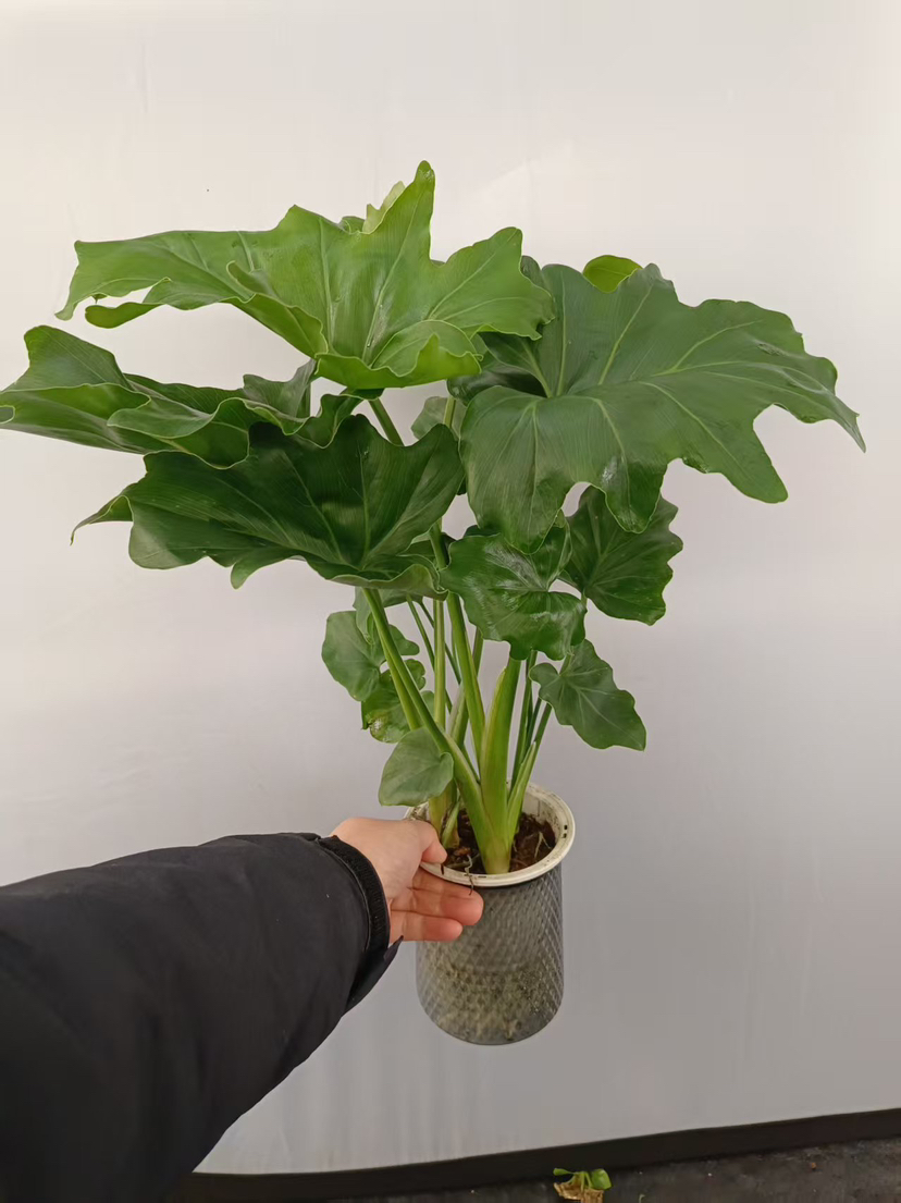 春雨特级轻奢水培春雨