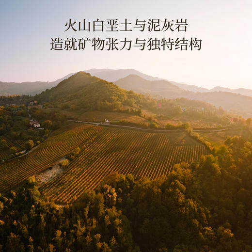 【精酿啤酒风】Moscato魅莉迪莉金麝香起泡葡萄酒 （干型） 商品图3