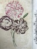 1834年  花艺宝库与园艺师杂志（全13卷） 数百幅手工上色插图 皮脊精装大32开 商品缩略图2