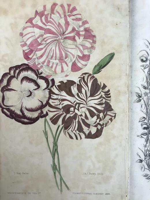 1834年  花艺宝库与园艺师杂志（全13卷） 数百幅手工上色插图 皮脊精装大32开 商品图2