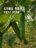 MM 山姆 有机水果青瓜 1kg 商品缩略图4