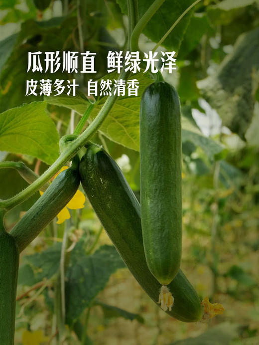 MM 山姆 有机水果青瓜 1kg 商品图4