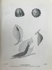 1906年 不列颠群岛蝴蝶图鉴 450幅彩色插图 精装64开 商品缩略图13