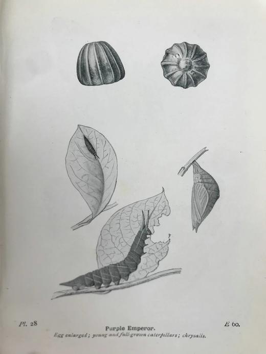 1906年 不列颠群岛蝴蝶图鉴 450幅彩色插图 精装64开 商品图13