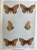 1906年 不列颠群岛蝴蝶图鉴 450幅彩色插图 精装64开 商品缩略图6
