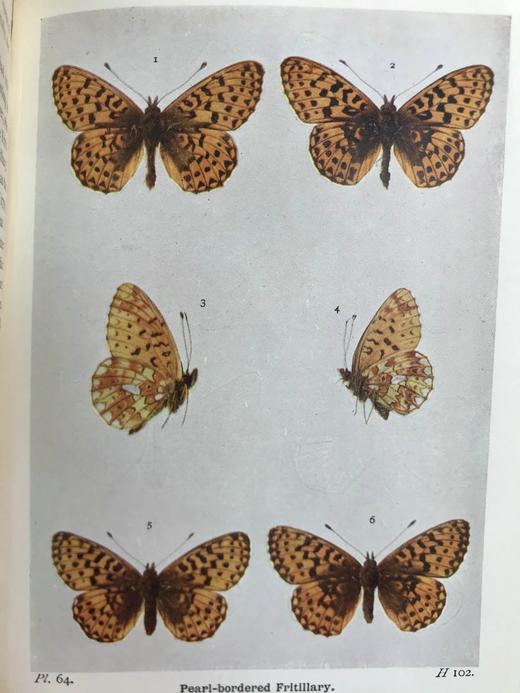 1906年 不列颠群岛蝴蝶图鉴 450幅彩色插图 精装64开 商品图6