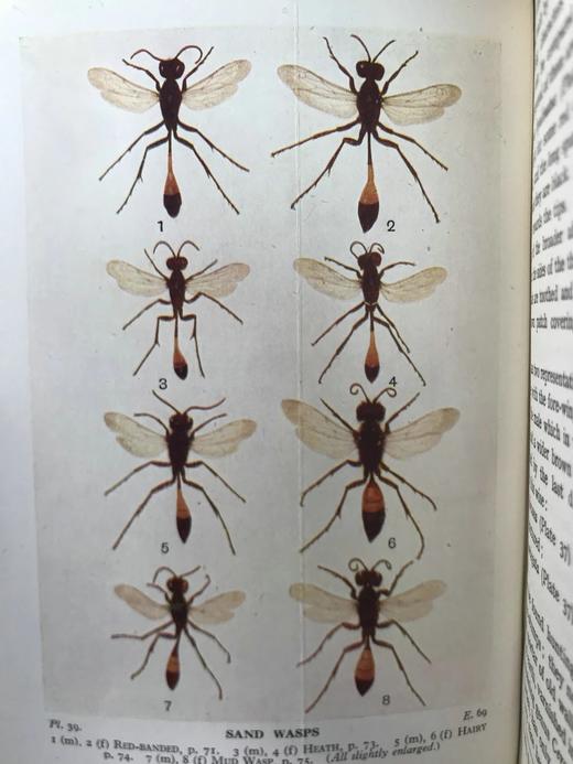 1946年 不列颠群岛昆虫图鉴 67幅黑白44幅彩色插图 精装36开 商品图9