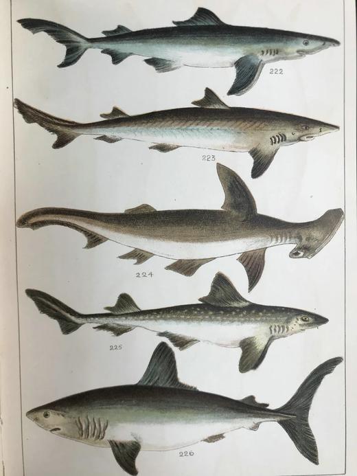 约20世纪早期 英国鱼类图鉴 33页彩色与大量黑白插图 漆布精装32开 商品图9