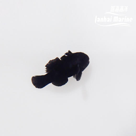 黑蟋蟀 商品图3