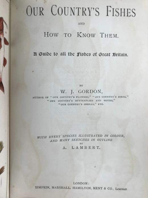 约20世纪早期 英国鱼类图鉴 33页彩色与大量黑白插图 漆布精装32开 商品图3