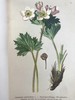 1881-1884年 阿尔卑斯山植物图鉴（5卷） 500幅彩色版画插图 精装32开 商品缩略图4