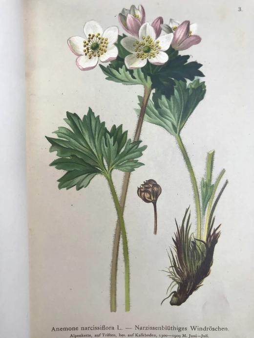 1881-1884年 阿尔卑斯山植物图鉴（5卷） 500幅彩色版画插图 精装32开 商品图4