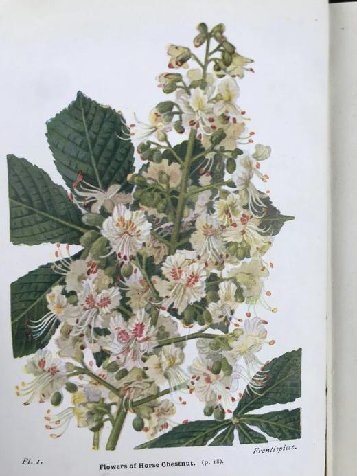 1948年 路边与林地树木图鉴 200余幅插图（24幅彩色） 精装36开 商品图2