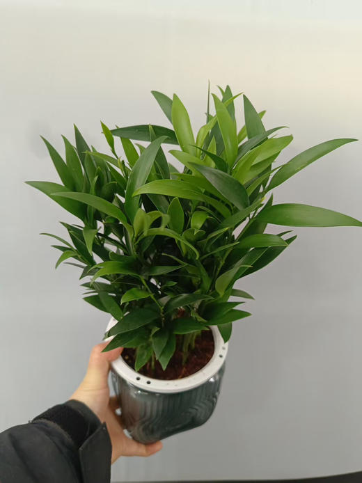 现货黑方杯水培竹柏 商品图1