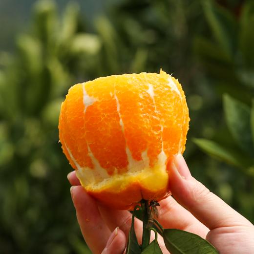 【橙诵·秭归伦晚】新年吃新橙，非冷库冻橙，现摘现发很新鲜，100%秭归伦晚，一口爆汁化渣，灌溉生活一切干涸！ 商品图6
